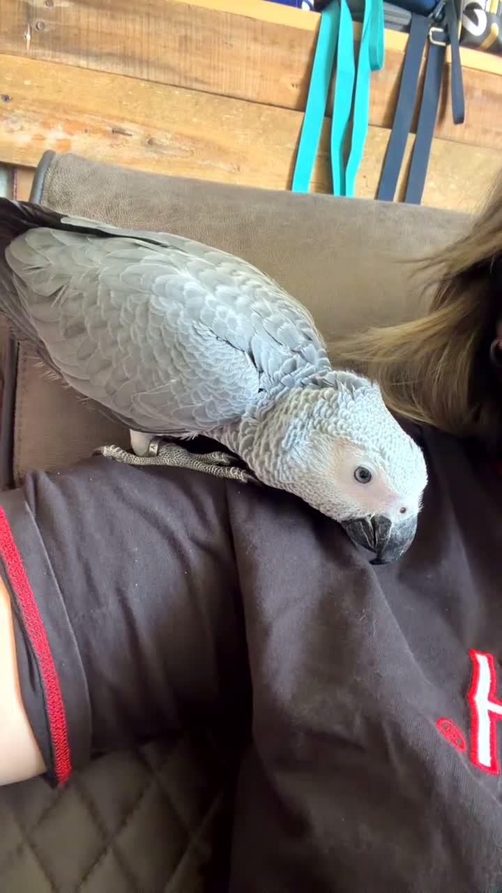 Parrots birds for sale: Dallas - Video 1