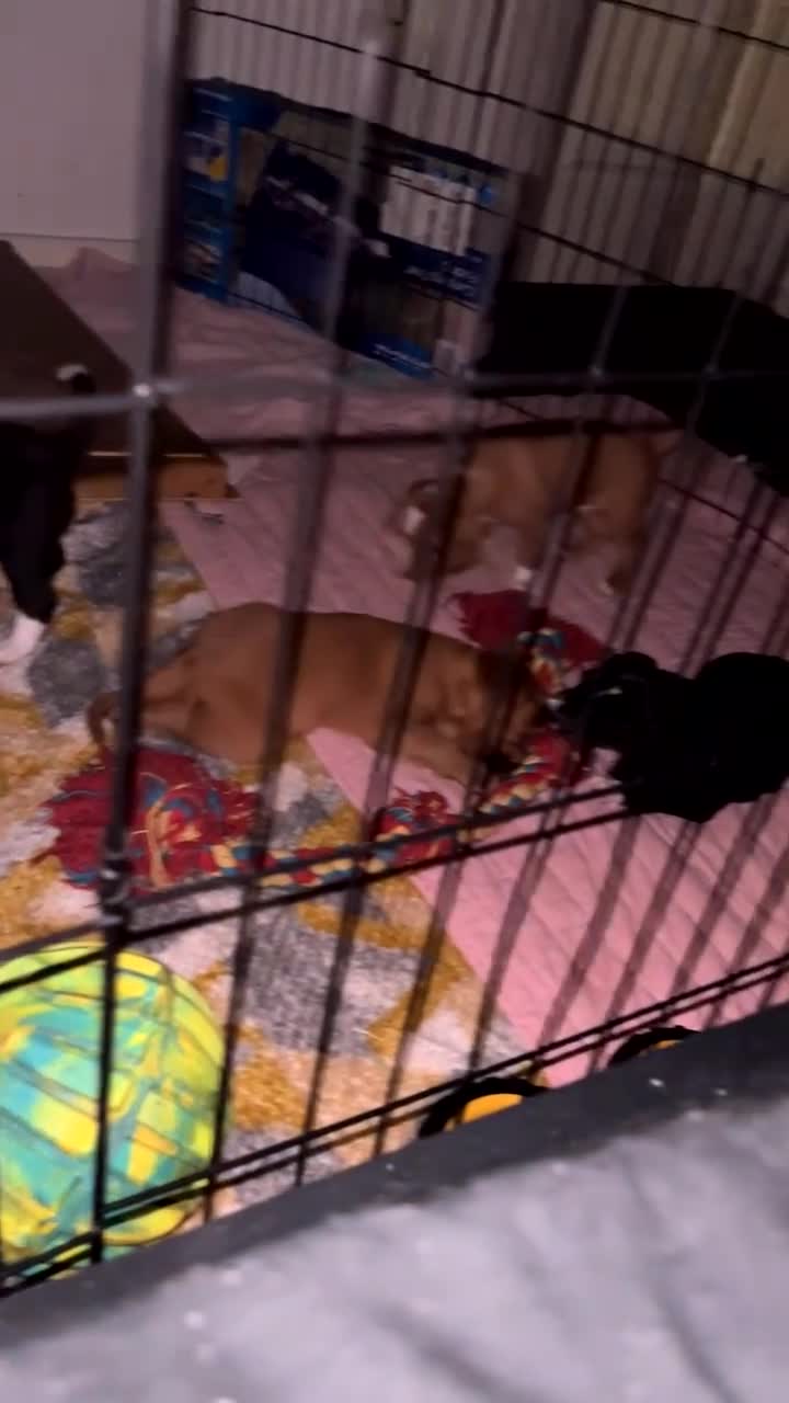 Mixed Breed dogs for sale: Beautiful Spaniel Puppies in Washington - Video 3