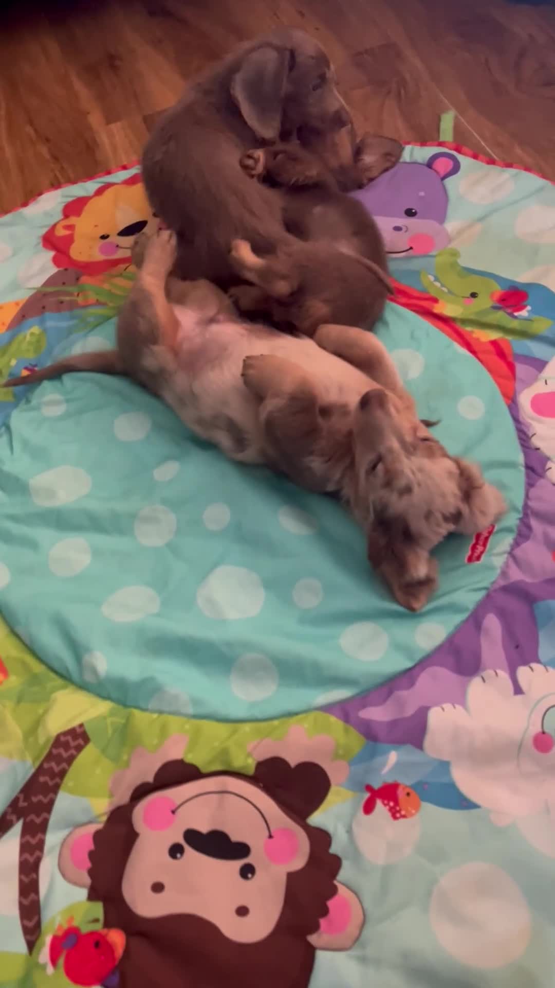 Miniature Dachshund dogs for sale: Mini longhaired Isabella/tan Dachshunds VACCINATED - Video 1