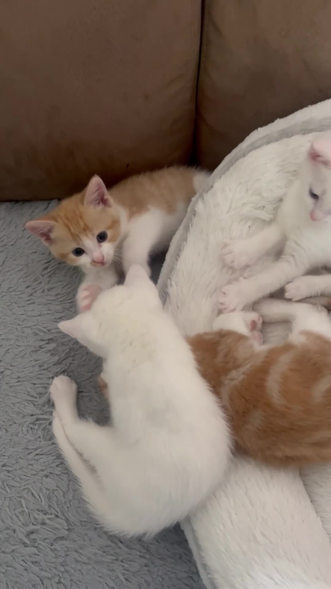 Khao Manee cats for sale: White softest/ cutest/luckyest Cat ever seen - Video 2