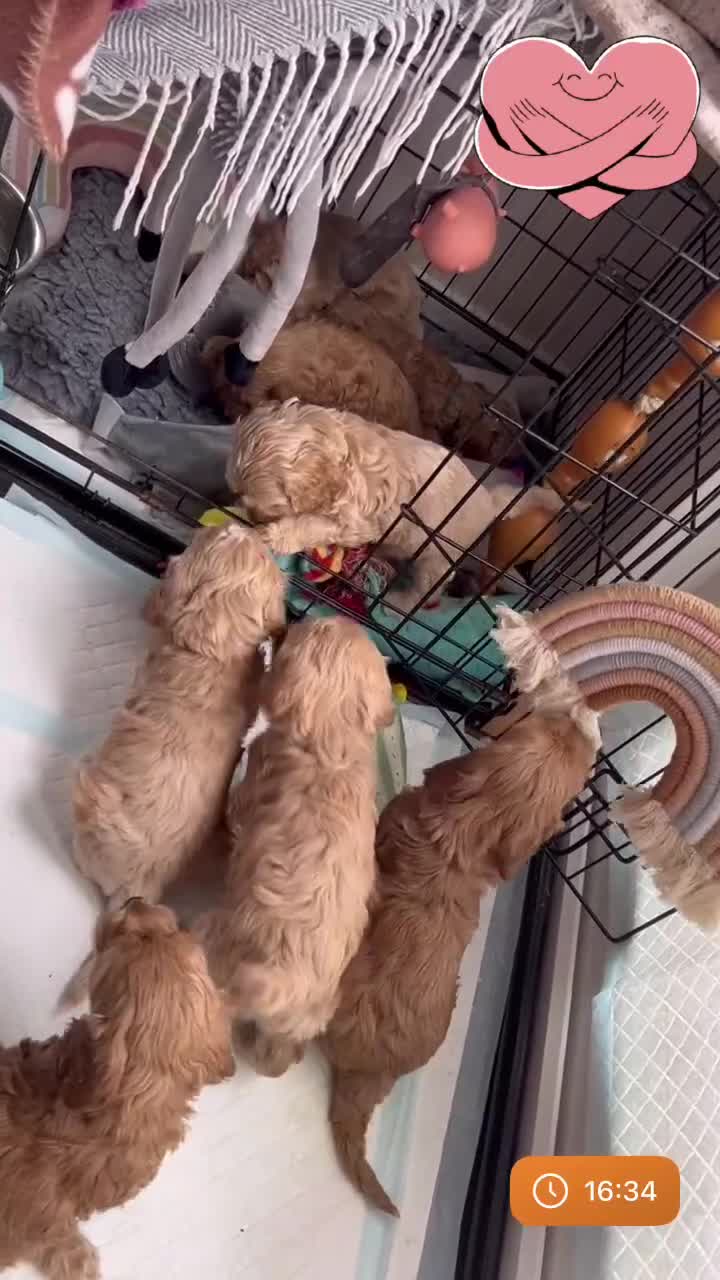Cockapoo dogs for sale: F1 Cockapoo’s DNA Health Tested Parents - Video 1