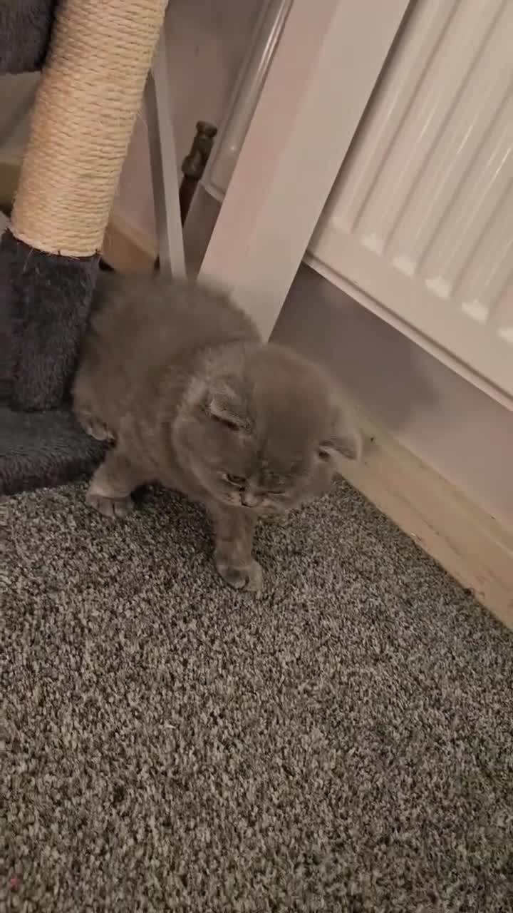 British Shorthair cats for sale: British short hair kittens  - Video 2