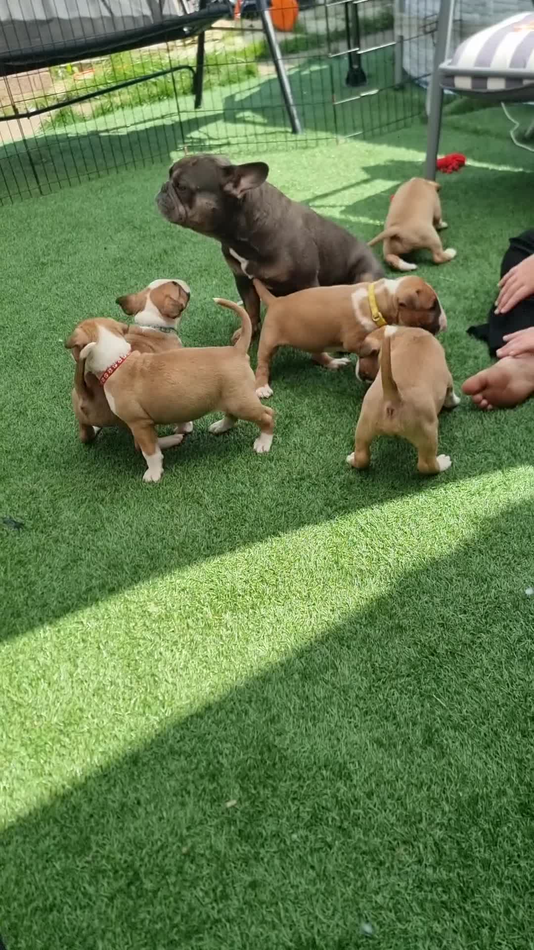 English Bull Terrier dogs for sale: English bull terrier !!! Last boy !!! - Video 2
