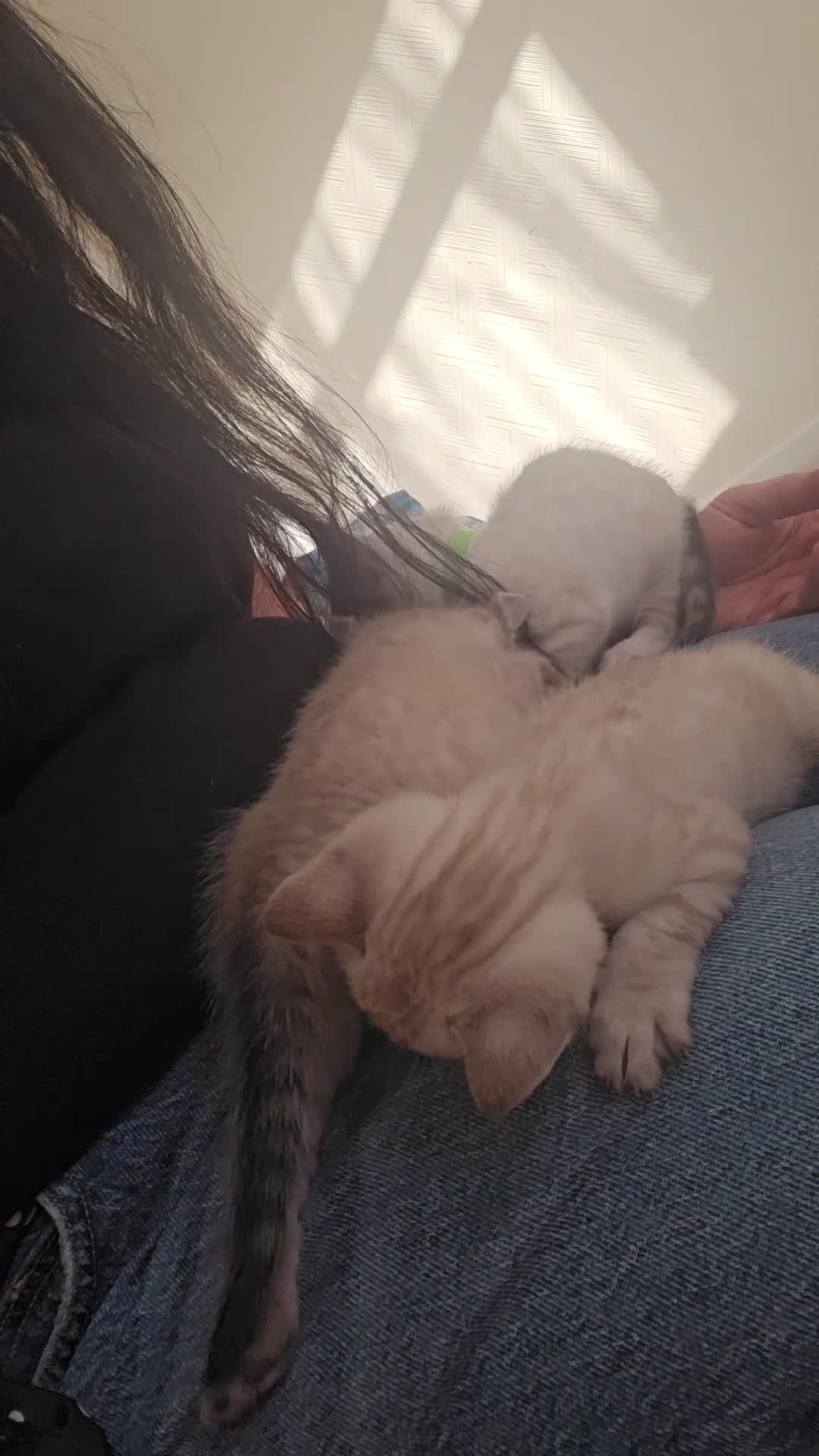 Bengal cats for sale: 🌟 LAST 2 !!  Stunning seal lynx (snow) - Video 4