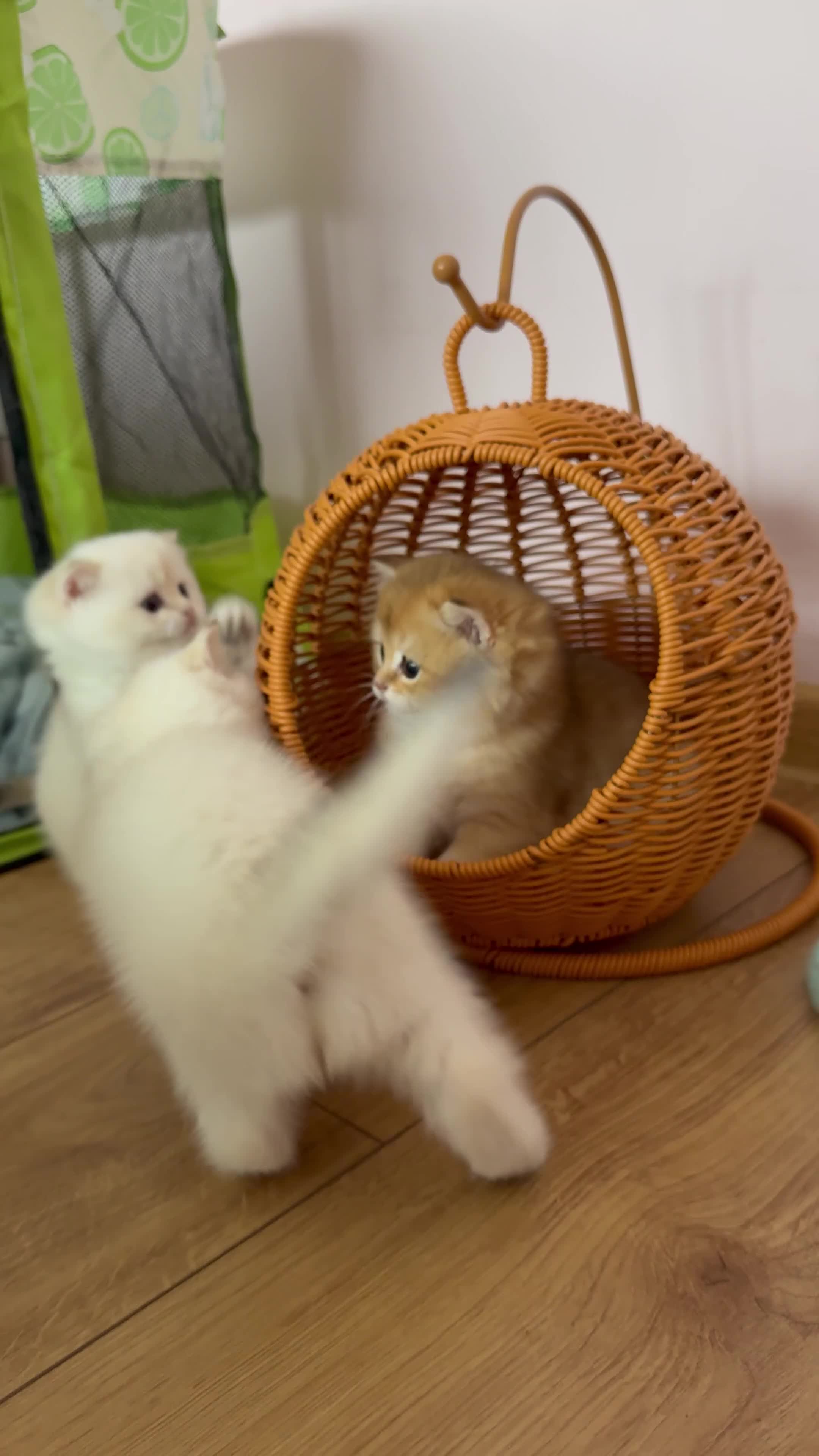 British Shorthair cats for sale: 🌟Adorable Golden Pure BSH kittens 🌟 - Video 2
