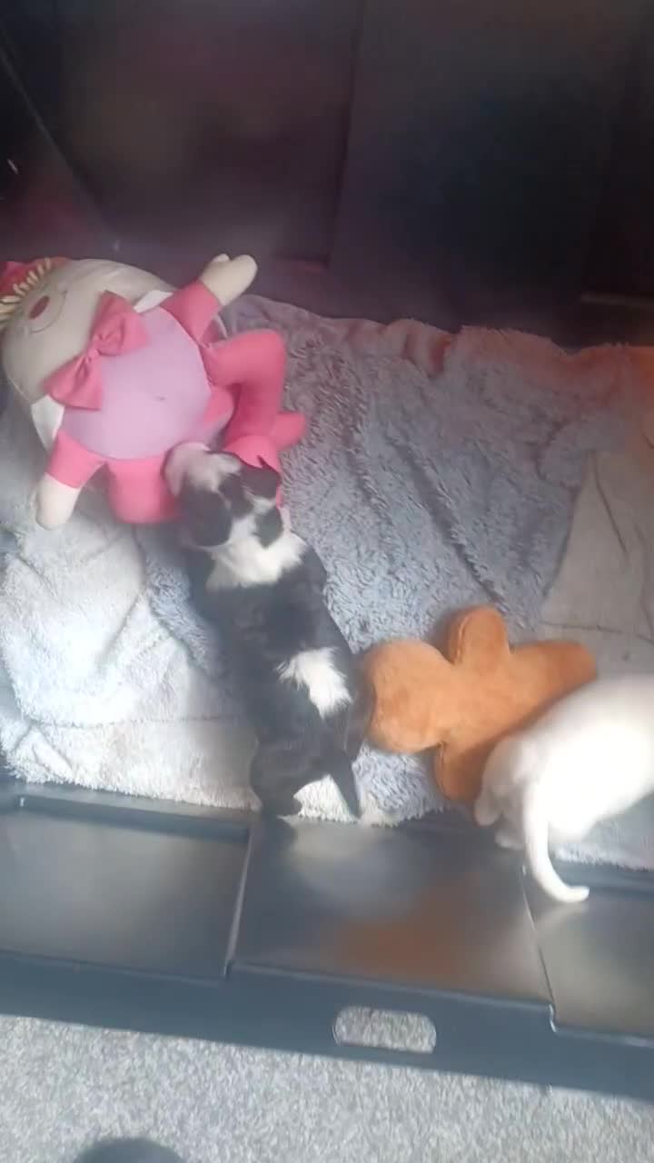 English Bull Terrier dogs for sale: English Bull Terrier pups - Video 5