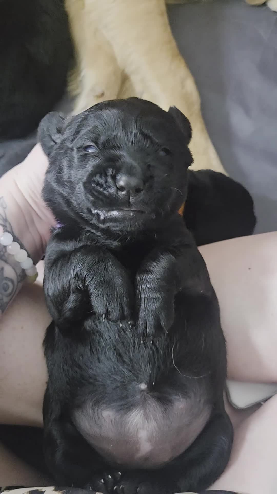 Goldador dogs for sale: Beautiful chunky goldador puppies  - Video 4