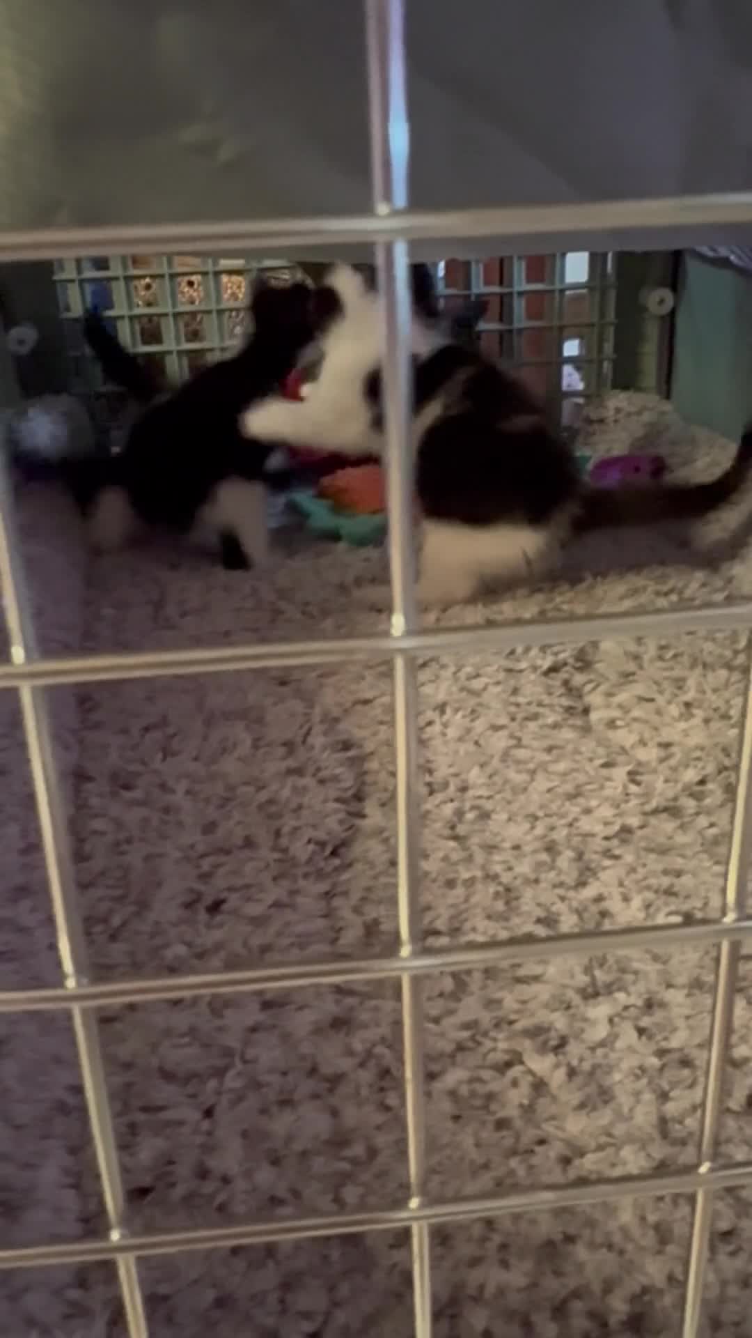Mixed Breed cats for sale: Beautiful Kittens. 1 boy🖤-2 girls🤍 in Slough - Video 1