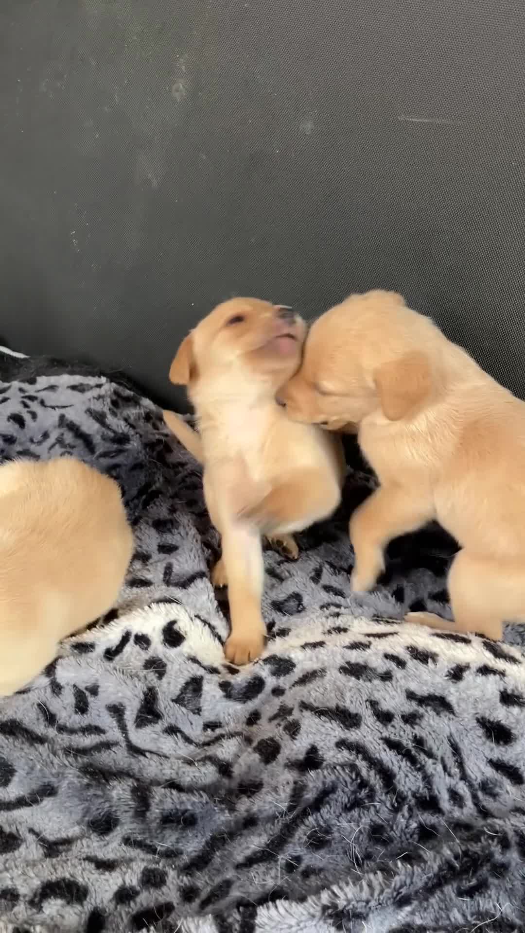Labrador Retriever dogs for sale: Quality Labrador puppies Ready soon - Video 2