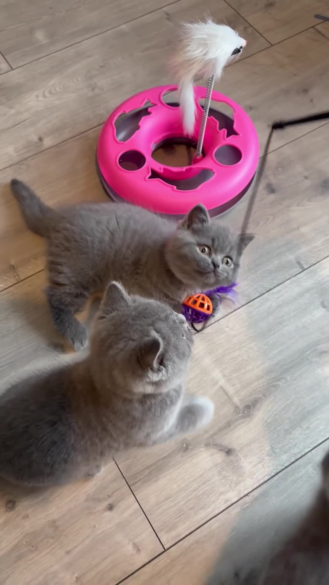British Shorthair cats for sale: 5 beautiful British shorthair Kittens for sale  - Video 1