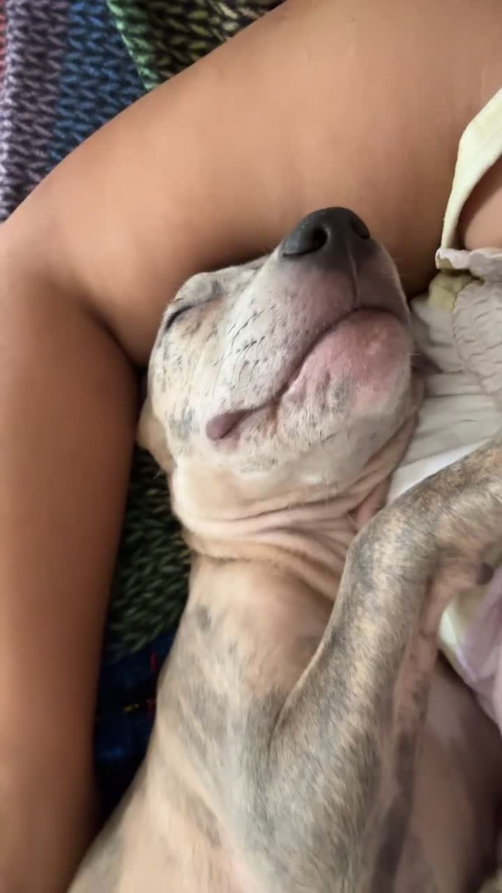 Mixed Breed dogs for sale: Beautiful Puppy Looking for Her Forever Home - Video 2