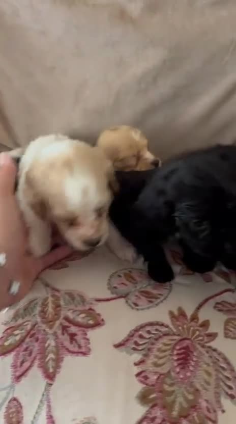 Mixed Breed dogs for sale: Show cocker x Jack Russel (cocker jacks) - Video 1