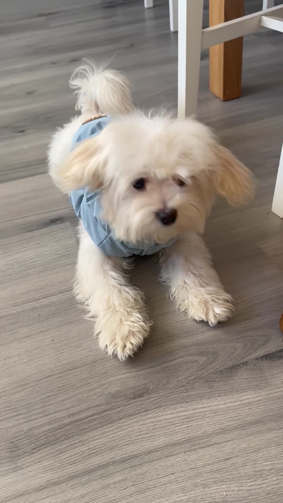 Maltipoo dogs for sale: Matipoo puppy  for rehoming - Video 2