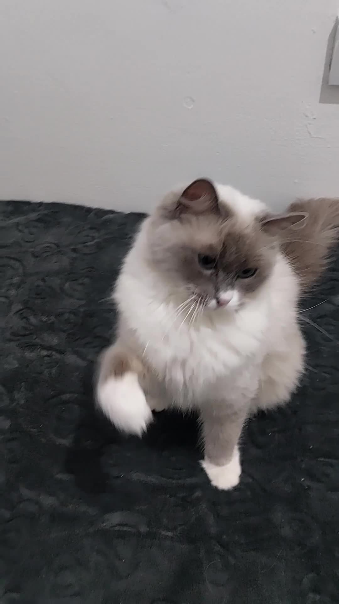 Ragdoll cats for sale: Beautiful Ragdoll Princess  - Video 4