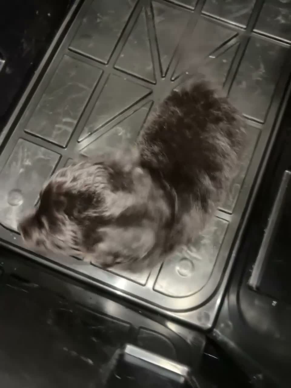 Mixed Breed dogs for sale: Cocker jack puppies  in West Drayton - Video 3