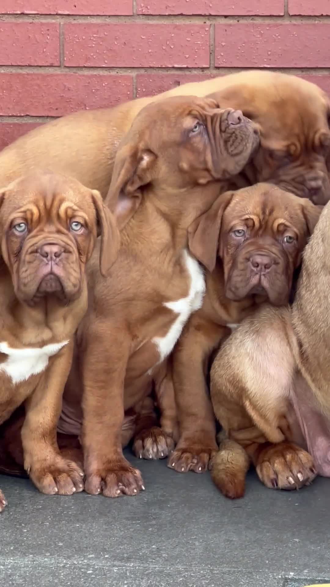 Dogue De Bordeaux dogs for sale: 3 Beautiful boys available ! - Video 1