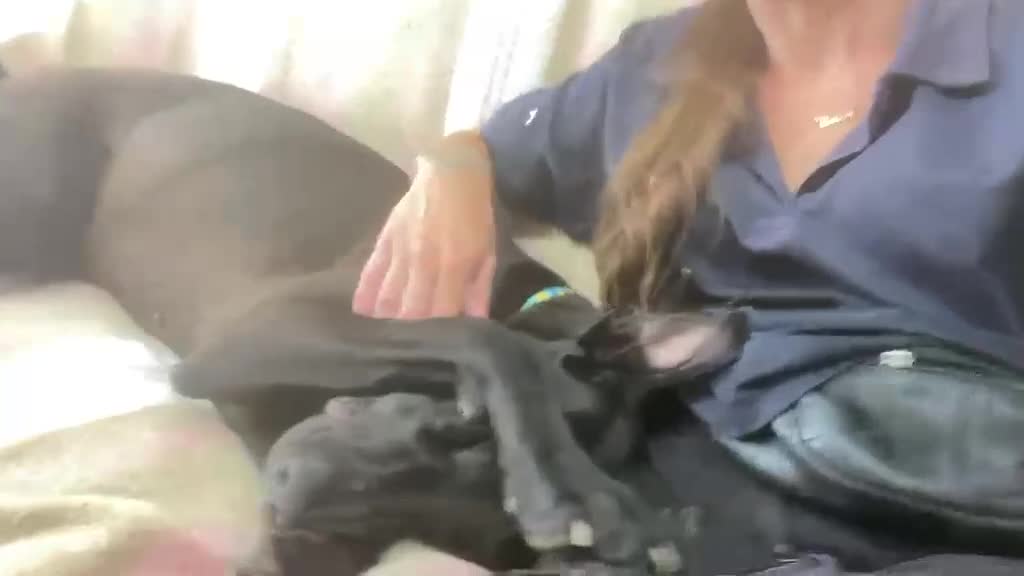 Mixed Breed dogs for adoption: Captain - Video 2