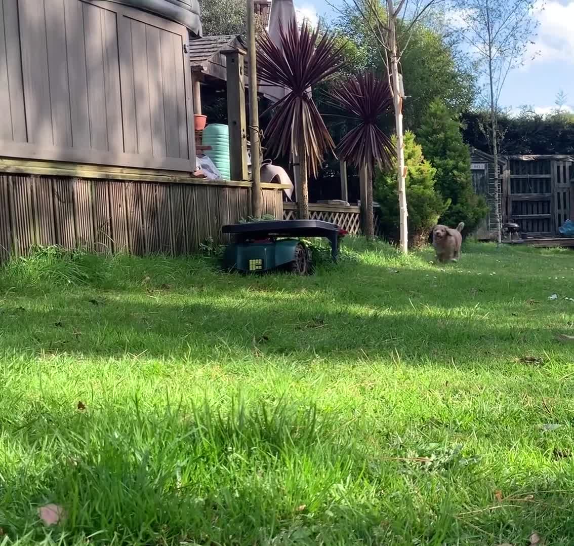 Goldendoodle dogs for sale: Goldendoodle/double doodle - Uno - ready now.  - Video 3