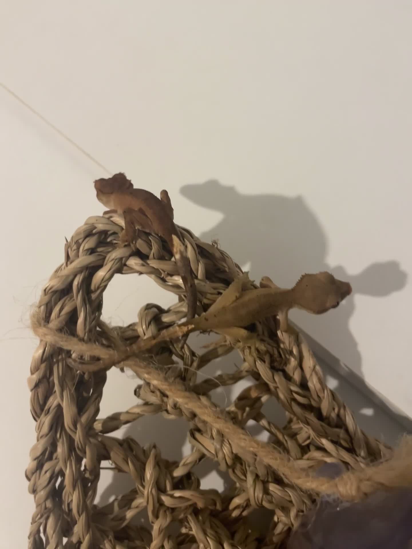 Gecko reptiles for sale: Crested geckos - Video 1