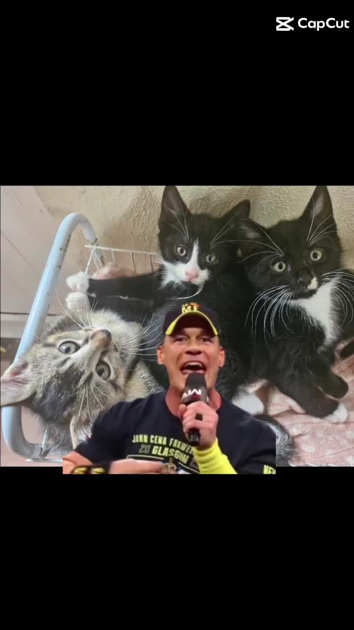 Mixed Breed cats for sale: No fault of their own  - Video 2