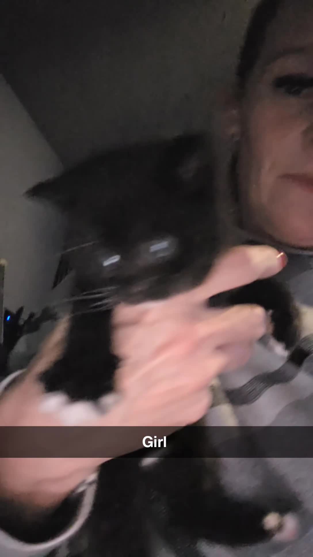 Mixed Breed cats for sale: 4 Adorable kittens ready 14th December - Video 2