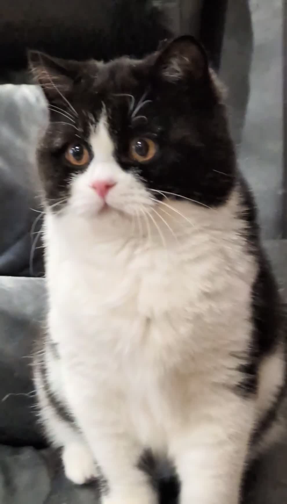 British Shorthair cats for sale: Gorgeous British Shorthair kitten - Video 1