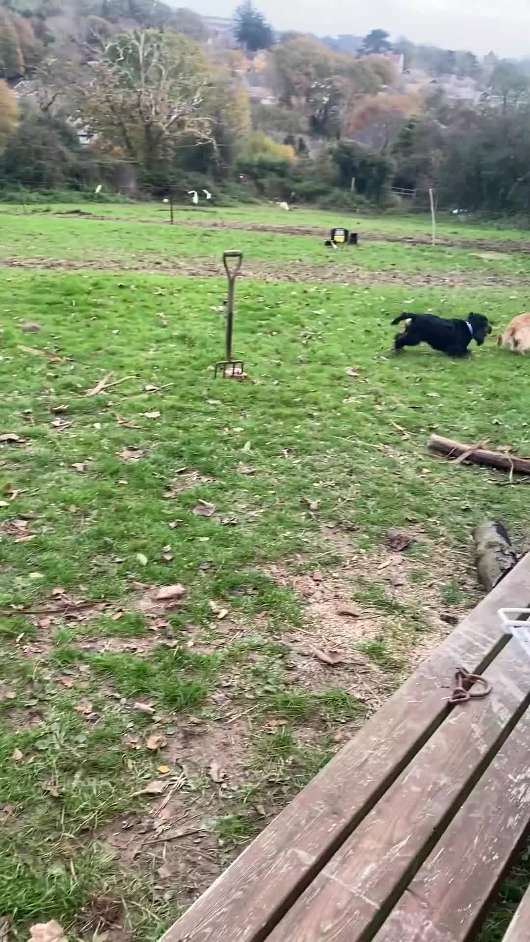 Mixed Breed dogs for sale: Beautiful cocker doodle bitch  - Video 1