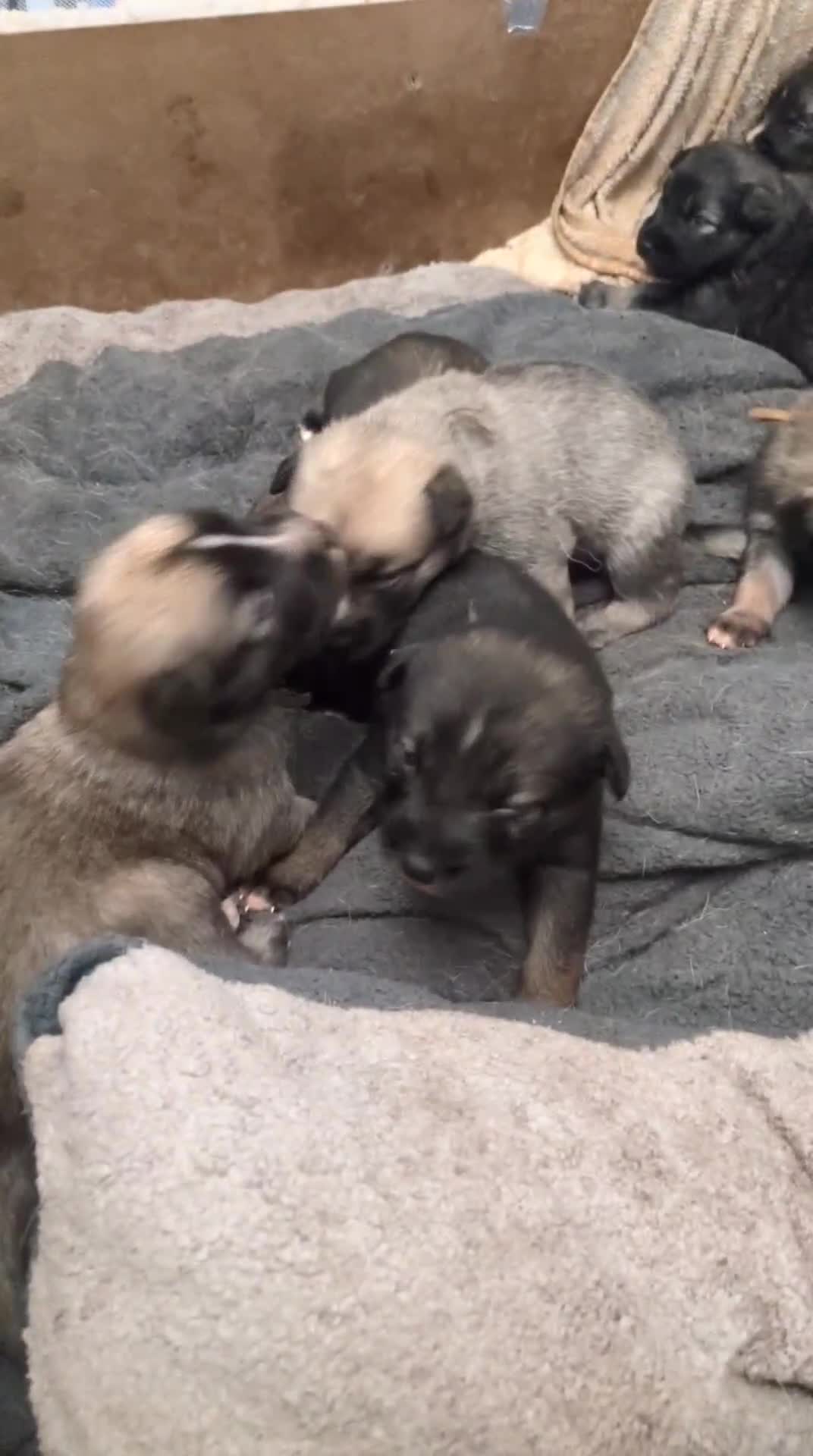 Shepsky dogs for sale: 7 Beautiful Shepsky pups for sale (3 boys 4 girls) - Video 1