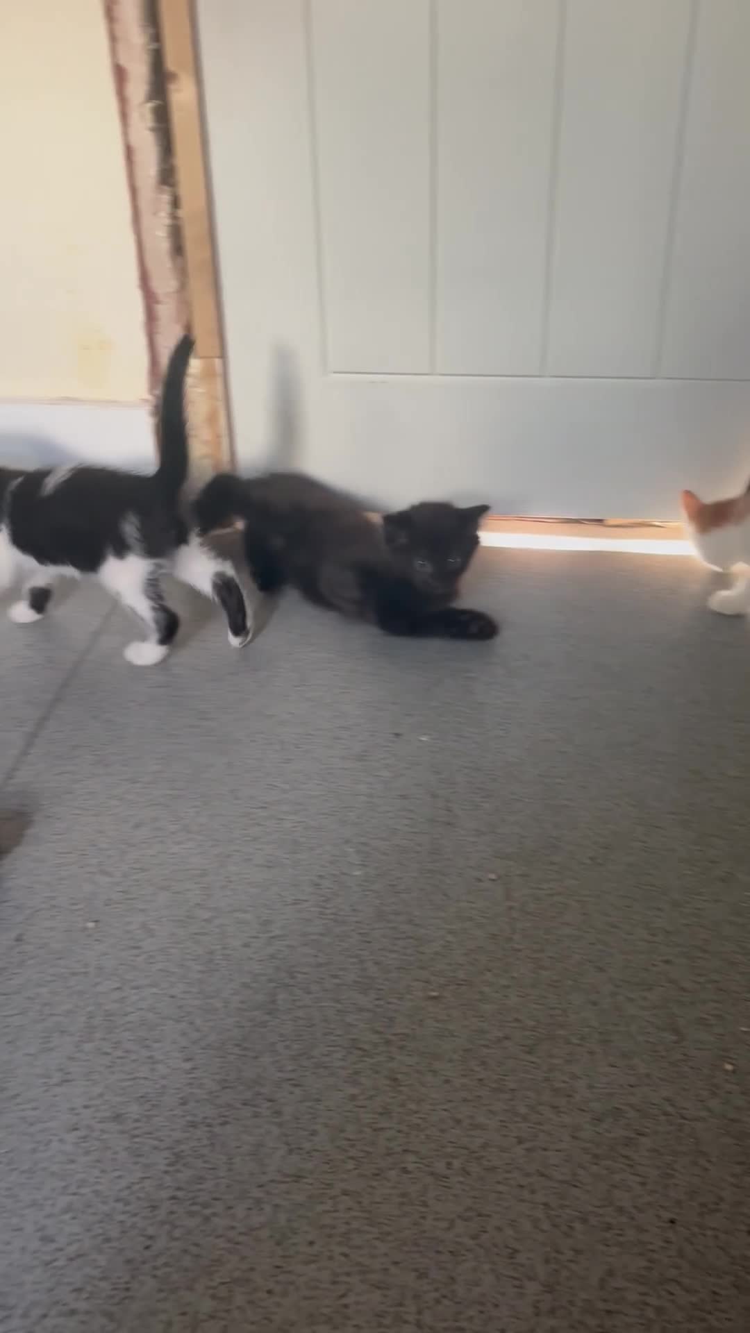 Mixed Breed cats for sale: 4 Kittens for Sale. Ready for Their Forever Homes - Video 3