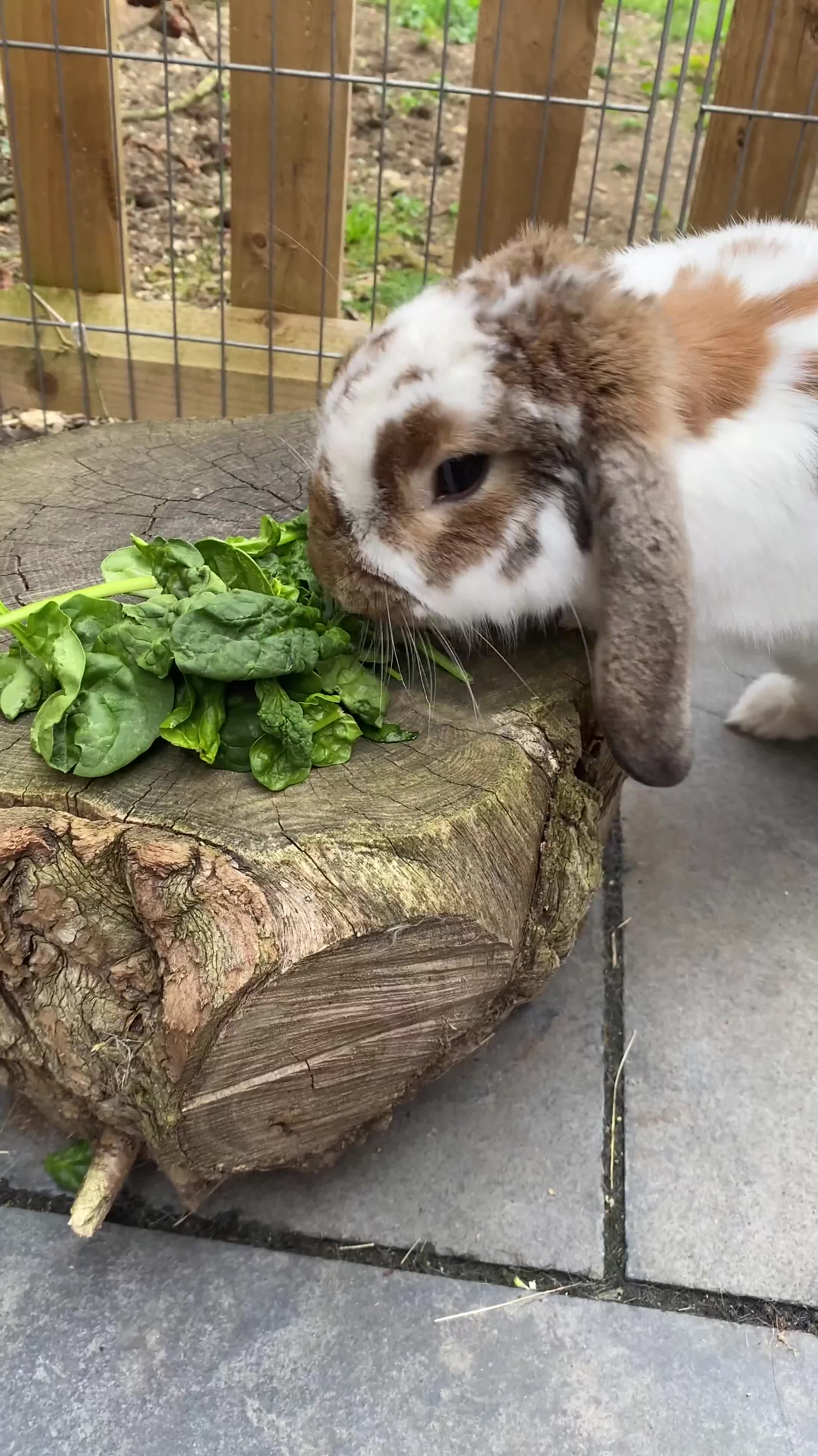 English Lop rabbits for sale: Pair of bonded male and female lops  - Video 1