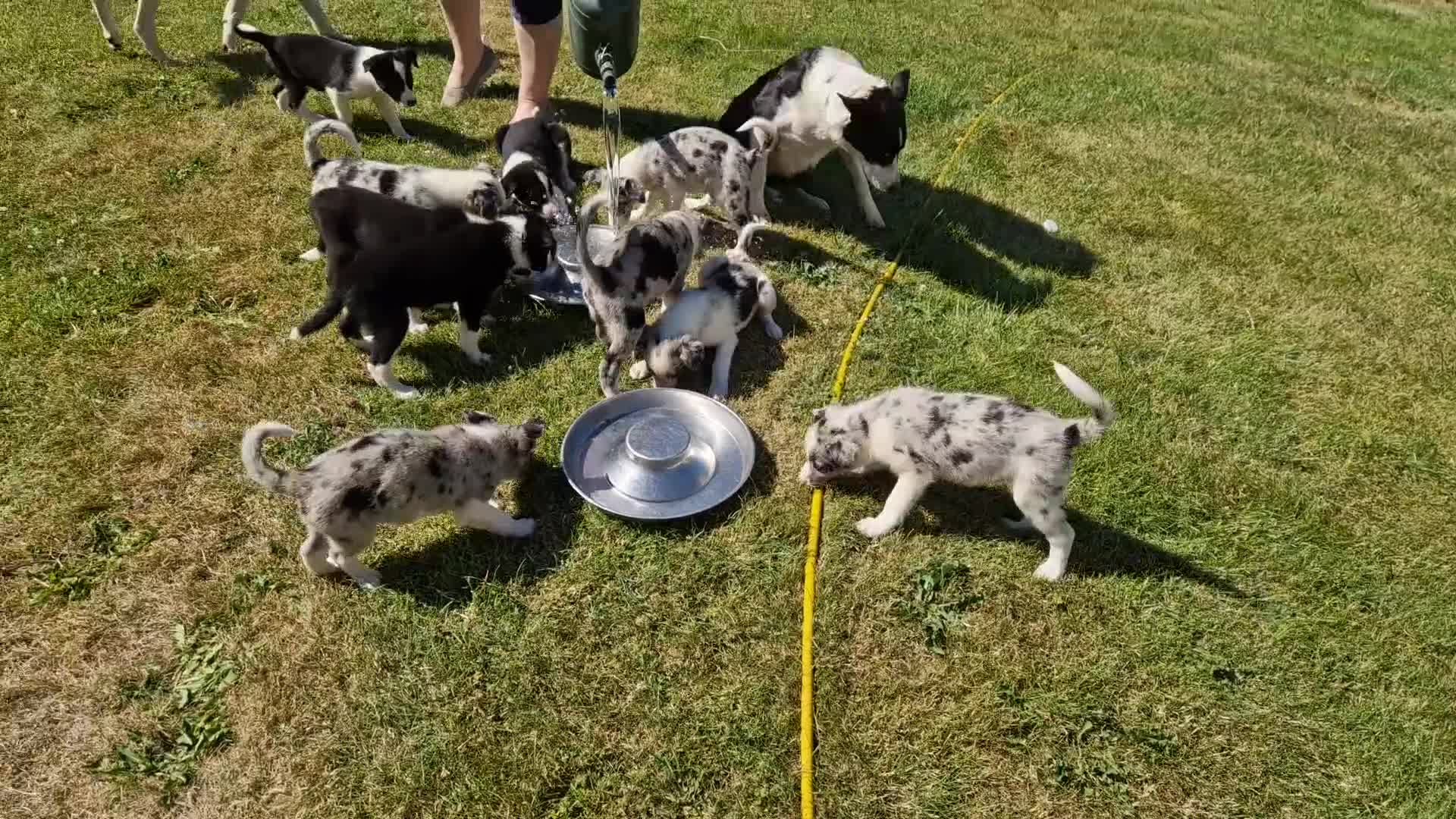 Border Collie dogs for sale: black and white border collie pups in Brecon - Video 1