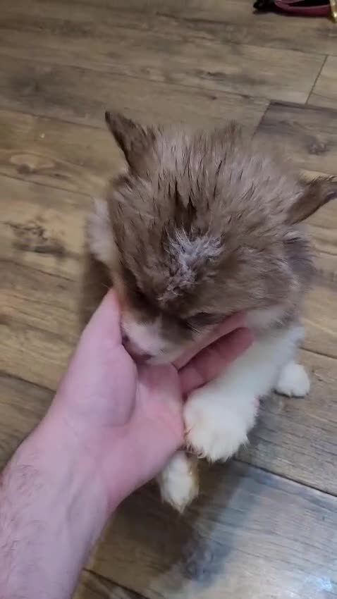Pomsky dogs for sale: Pomsky Puppies - Video 1