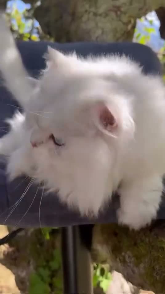 British Longhair cats for sale: WCF ns1133 British Longhair Boy  - Video 4
