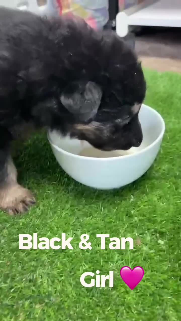 German Shepherd dogs for sale: German Shepherd Pups! Grey or black & tan!  - Video 2