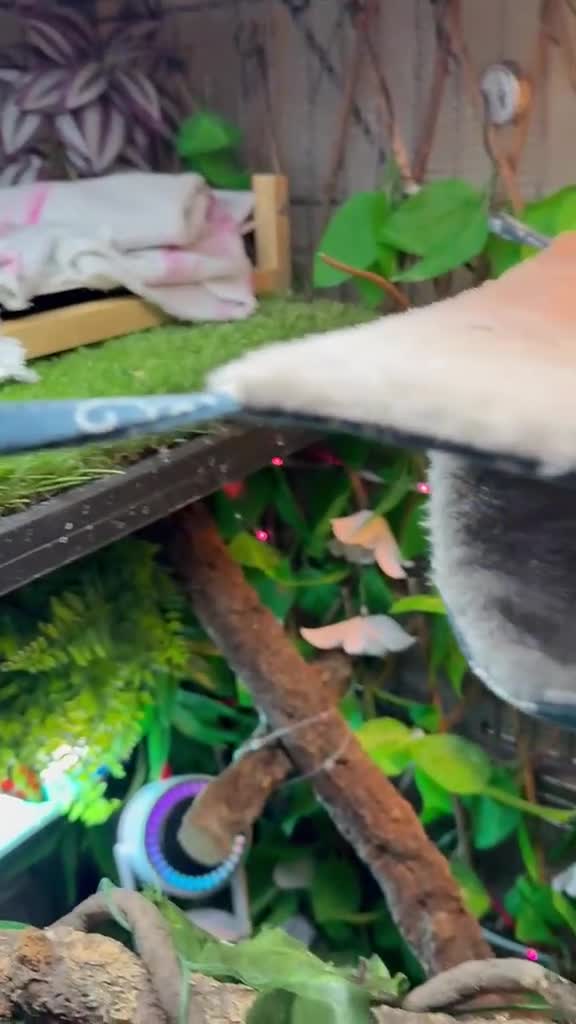 Iguana reptiles for sale: Iguana  in Manchester - Video 2