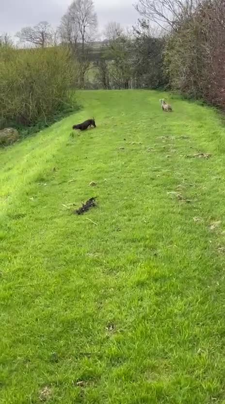 Miniature Dachshund dogs for sale: 2 Stunning Bonded Females  in Lancaster - Video 2