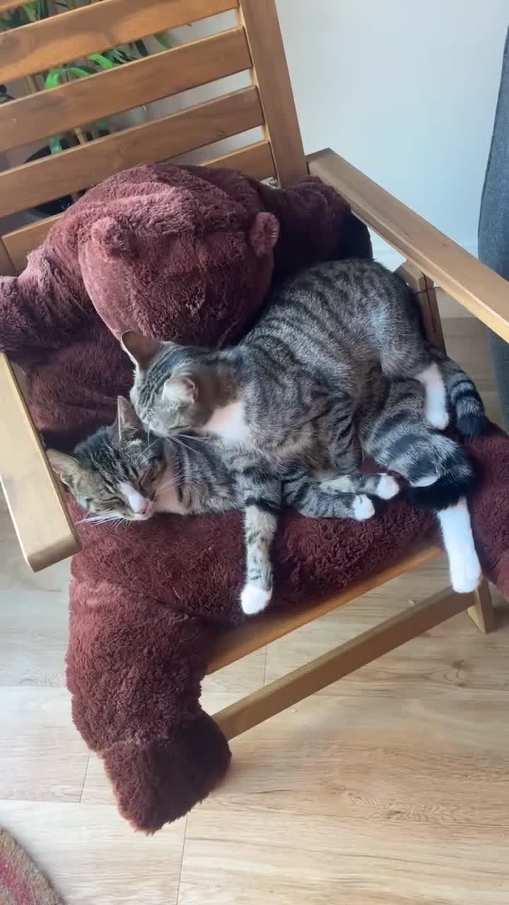 Domestic Shorthair cats for sale: Bonded mother-son cat pair looking for new home - Video 1
