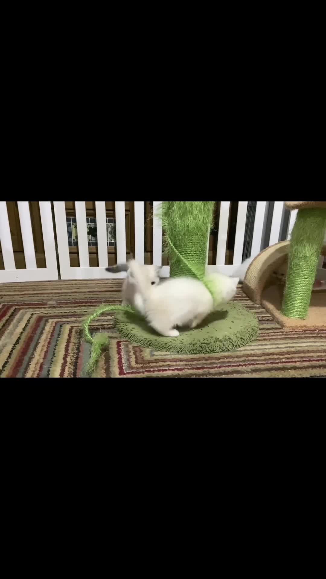 Munchkin cats for sale: Full Pedigree Munchkin Kittens( 7 weeks old)  - Video 2