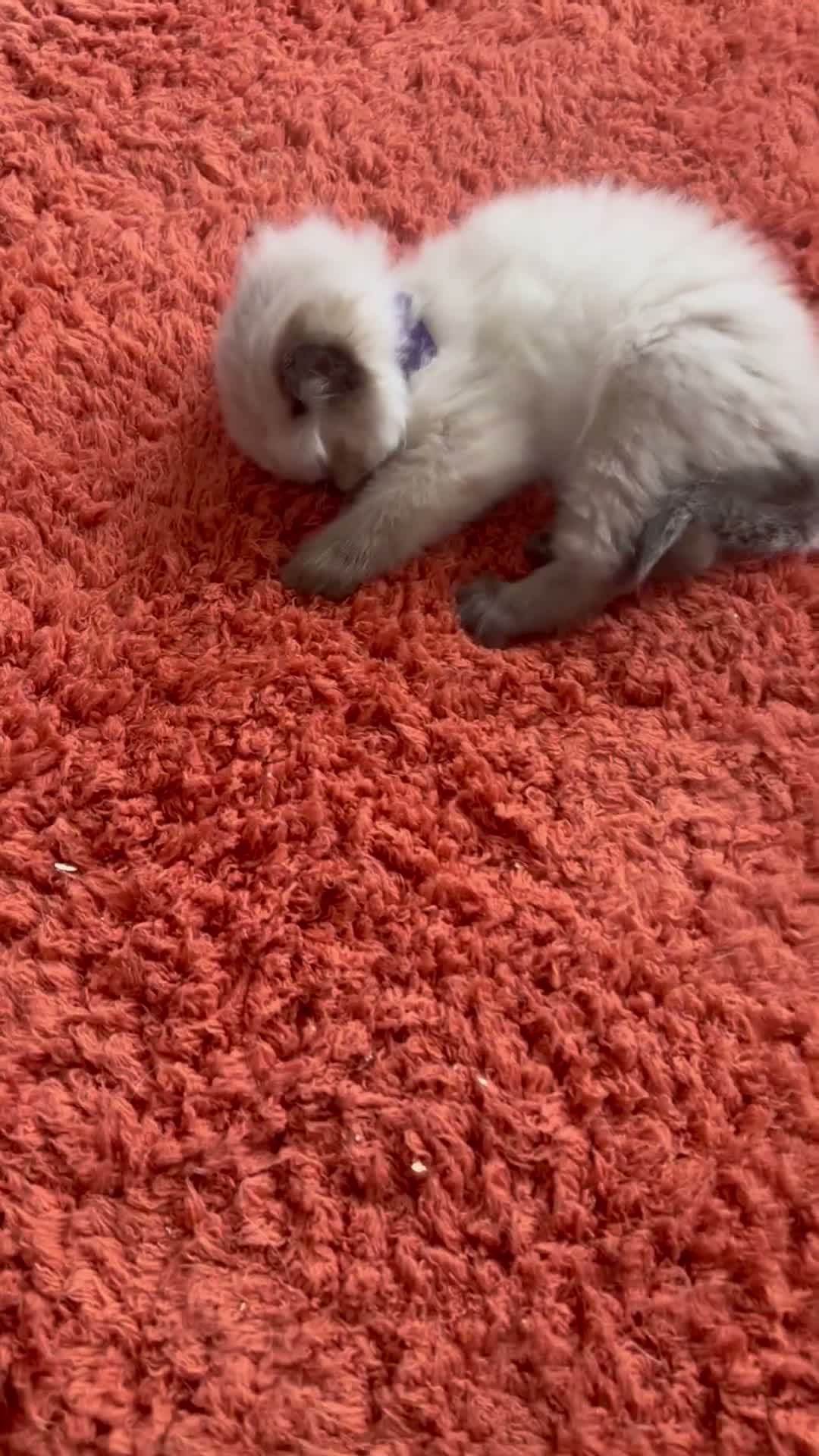 Ragdoll cats for sale: 4 beautiful ragdoll kittens for sale  - Video 1