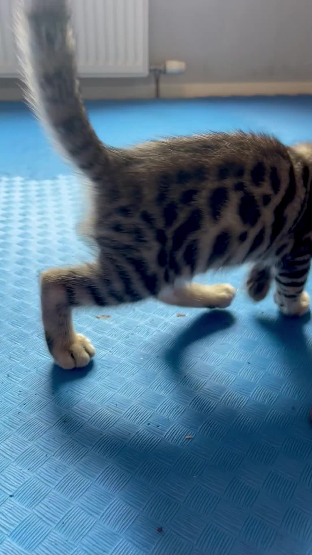 Bengal cats for sale: Beautiful Bengal Kittens for Sale, Pure Bengal Mum - Video 3