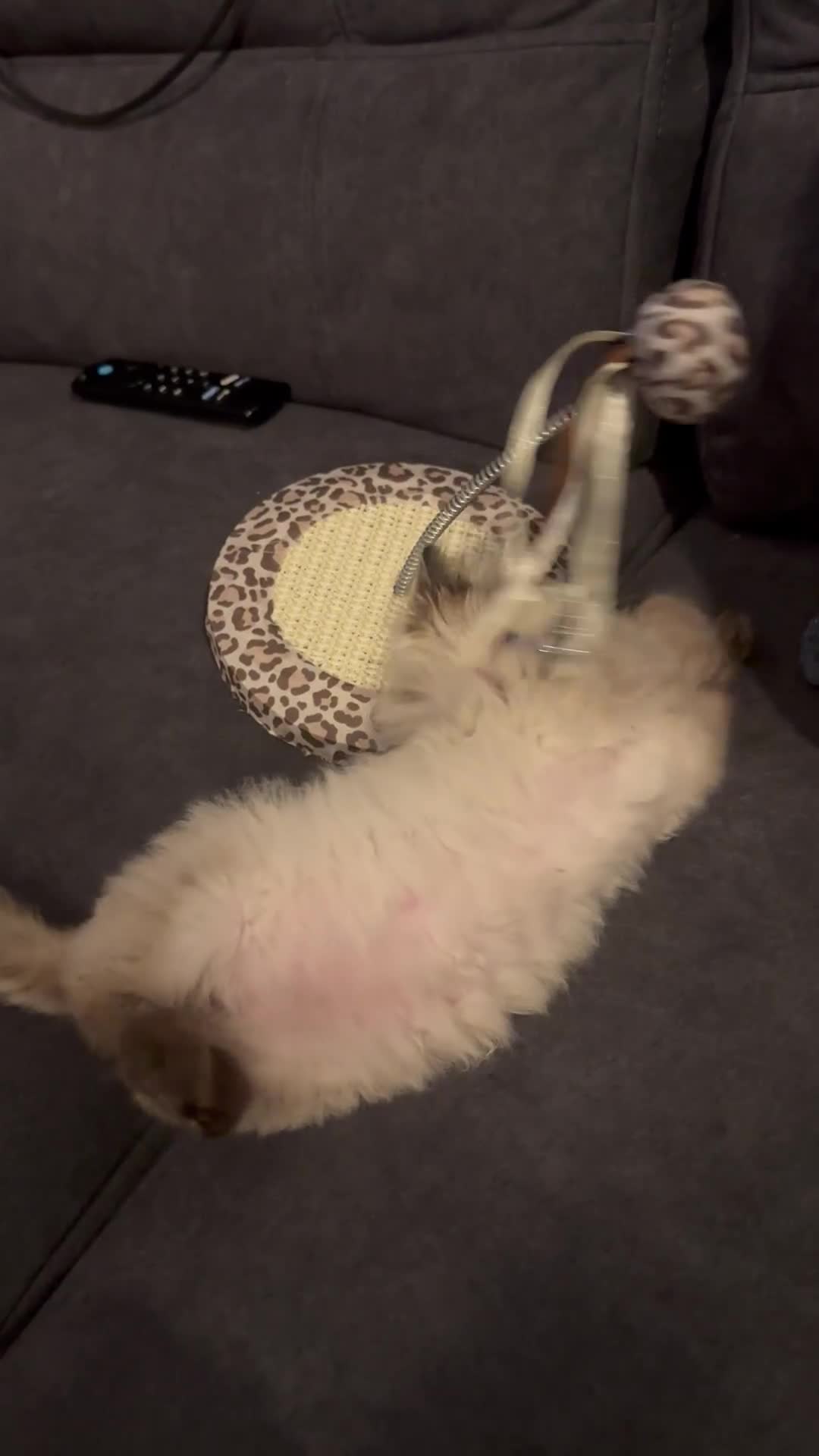 Ragdoll cats for sale: Ragdoll girl - Video 2
