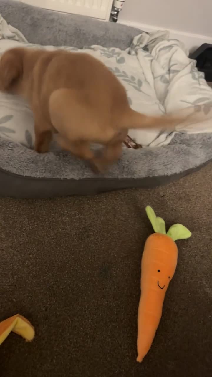 Labrador Retriever dogs for sale: Gorgeous labrador retriever - Video 1