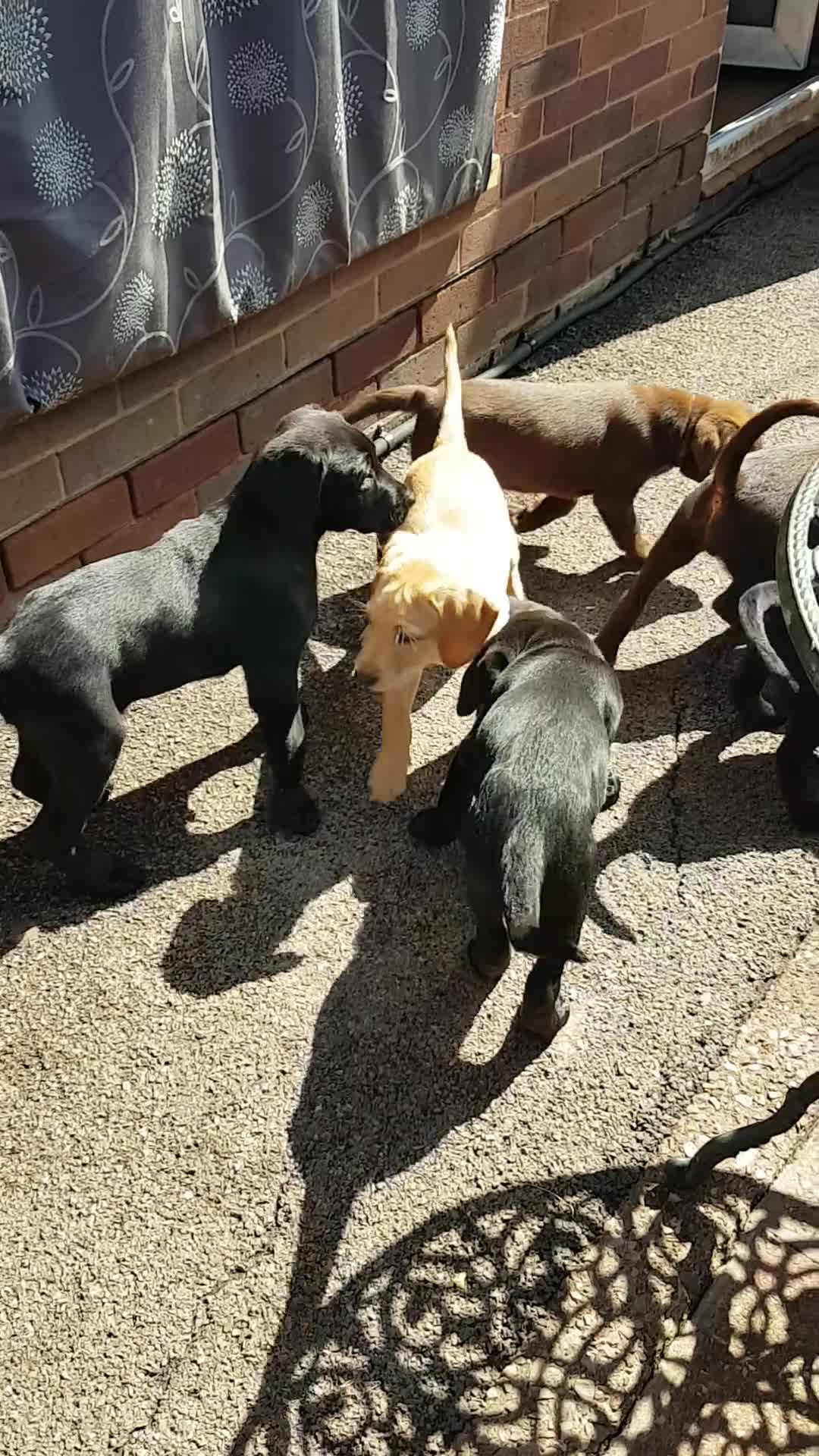 Labrador Retriever dogs for sale: Adorable KC Reg Labrador puppies  - Video 2
