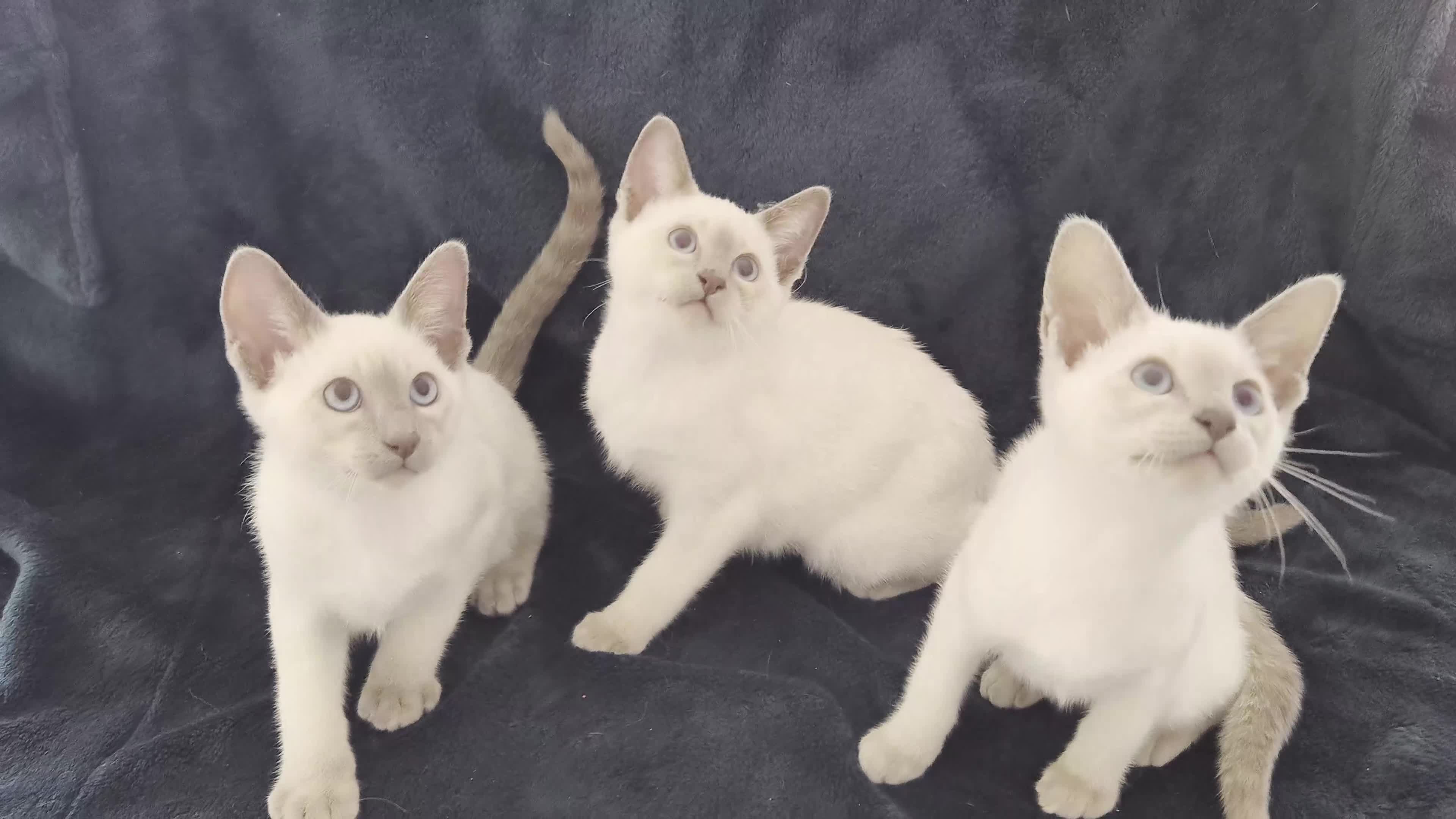 Siamese cats for sale: The Best Traditional Siamese Kittens - Video 2