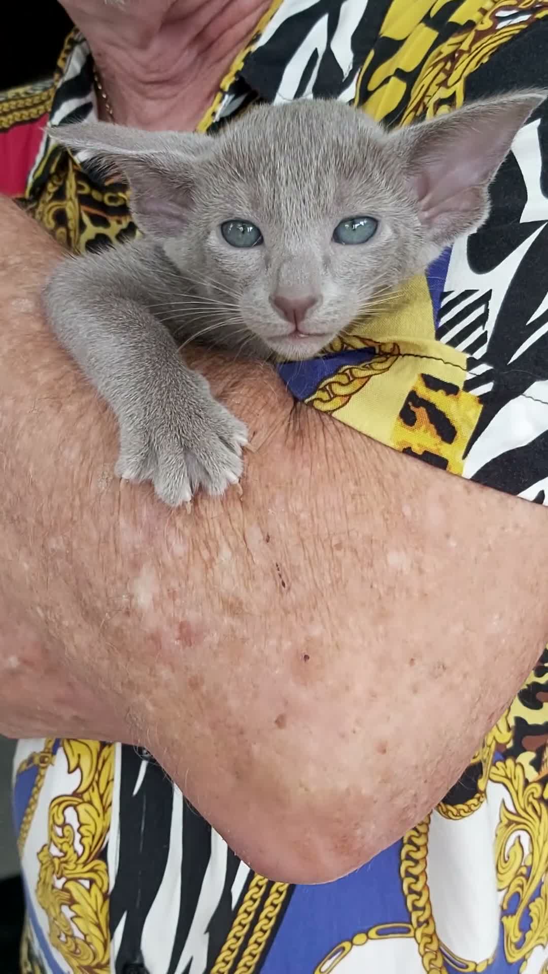 Oriental cats for sale: FULL Pedigree Oriental XL size ears GCCF - Video 2