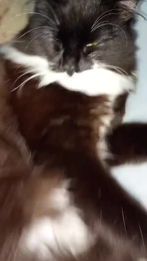 Maine Coon cats for sale: Riri  in Liverpool - Video 1