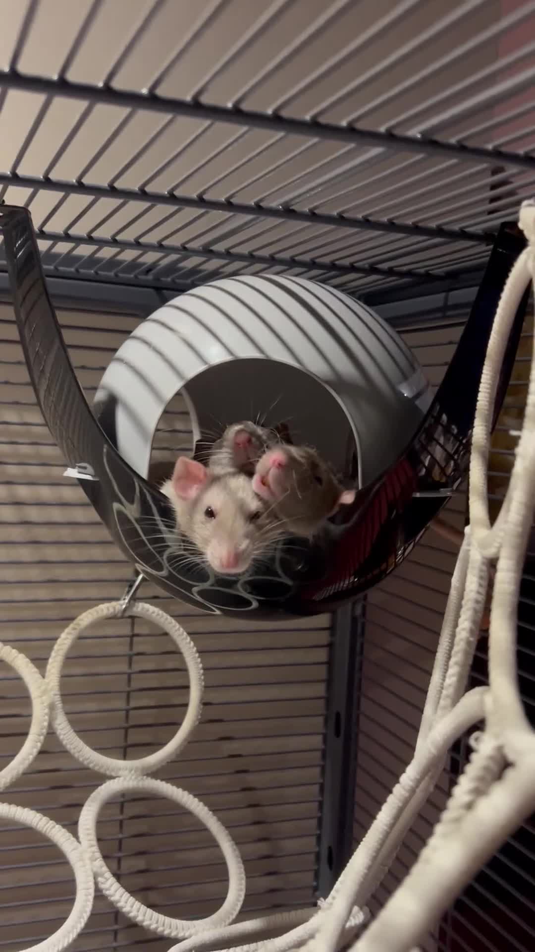 Rat rodents for sale: Dumbo Female Rats - Video 4