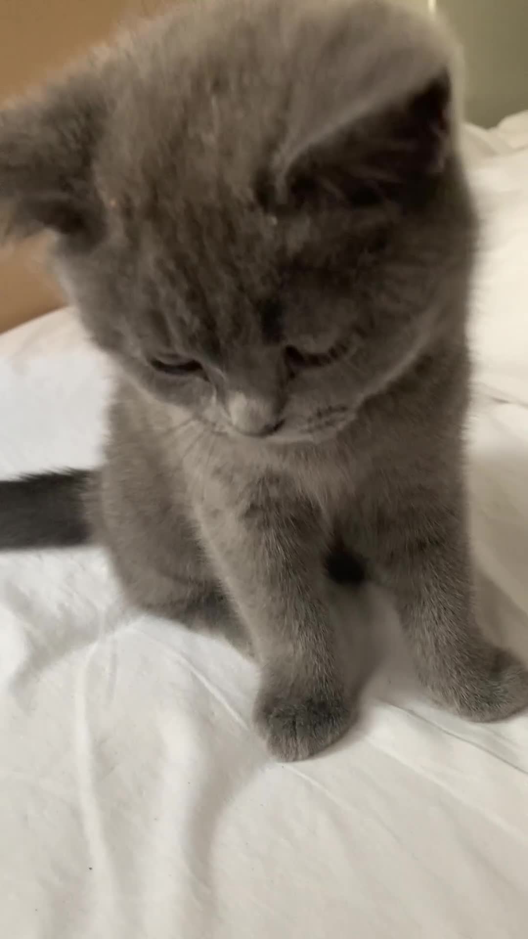British Shorthair cats for sale: British Shorthair Blue Kittens 💛 Raised with Love - Video 5