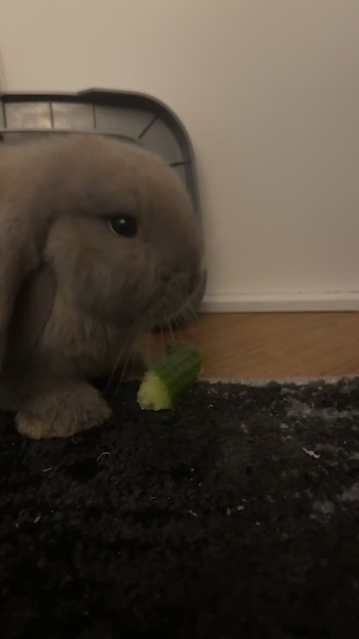 Mini Lop rabbits for sale: mini Lop Rabbits.  - Video 1