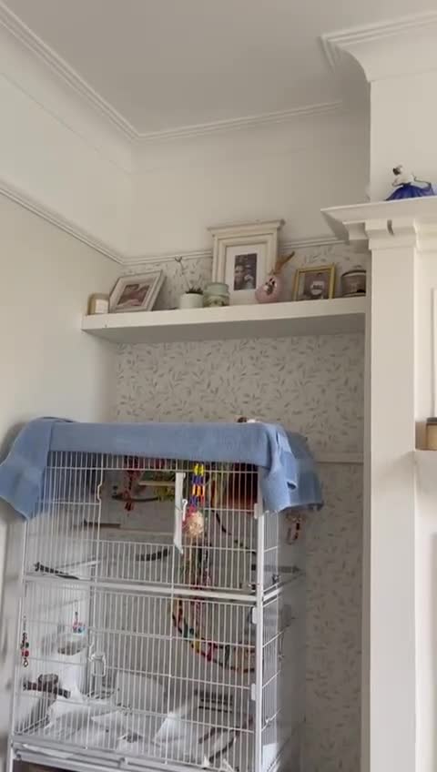 Cockatiels birds for sale: Tame Cockatiel with full set up. Beautiful boy ❤️ - Video 1